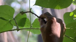 Gestion des pucerons dans les champs de haricot et de légumes Résumé [upl. by Llejk]