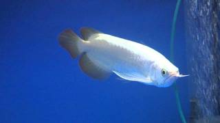 Platinum Snow White Arowana [upl. by Cristian]