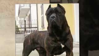 CANE CORSO GUARDIAN [upl. by Stillman615]