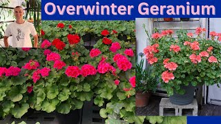 Overwintering GERANIUM How to Store your Geranium through the Winter [upl. by Nyrmak]