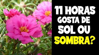 11 HORAS GOSTA DE SOL OU SOMBRA [upl. by Adnoyek]