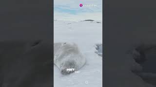 Meet the Crabeater Seal 🌊 [upl. by Averell26]