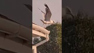 Food thieving Lesser Black Backed Gull In Skegness birds avian nature [upl. by Fillender]