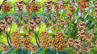 grafting Best Skills how to grow longan fruit from Papayas fruit in water [upl. by Annitsirhc]