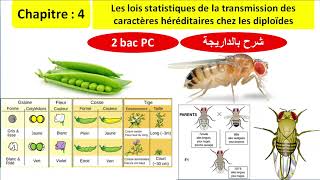 Les lois statistiques de la transmission des caractères héréditaires chez les diploïdes bac pc [upl. by Talbot]