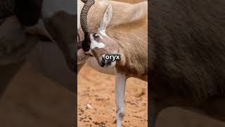 Oryx Facts animal oryx wildanimalfacts animalfacts viralvideo facts animals nature nat [upl. by Aoh]