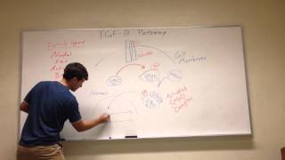 TGFB Signaling Pathway [upl. by Anazraf]