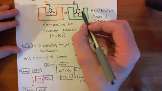 The Growth Factor Receptor and PI3K  AKT  mTOR Pathway Part 2 [upl. by Eylk]