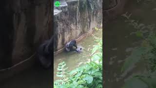 Critical Incident 3YearOld Boy in Harambes Enclosure😡🦍  facts harambefacts wildanimals [upl. by Tarsus687]