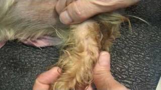 Peroneus Longus Tendon Slipping in the Dog [upl. by Nisay726]