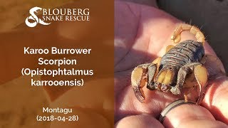 Karoo Burrower Scorpion near Montagu 20180428 [upl. by Zacharia782]