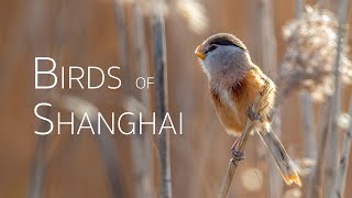 Birds of Shanghai Episode 2 “Chongming Dongtan National Nature Reserve”  Birding in China [upl. by Adliwa]