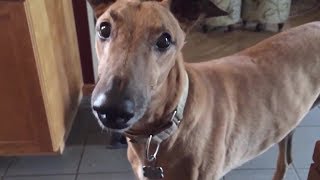 4 you  Funniest Whippet Videos [upl. by Housum]