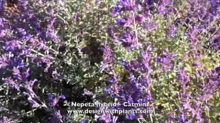 Nepeta hybrid  Catmint [upl. by Suoicul642]