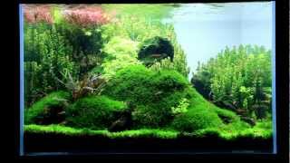 Just Aquascaping  little ecospace [upl. by Gabel]