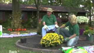 Hardy mum Planting and overwinter caremp4 [upl. by Kcyred447]