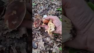 Porcini e Galletti Boletus aereus Cantharellus cibarius Quercia [upl. by Ileana]