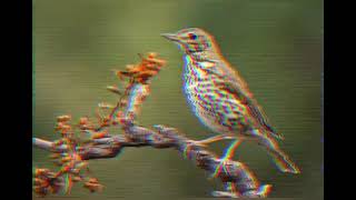 Tordo bottaccio richiamo canto birdwatching [upl. by Dleifrag]