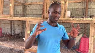 Elevage de poulets biologique en AfriqueMA méthode de A à Z [upl. by Brandon]