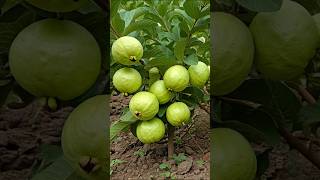 Grow Guava Trees from Cuttings The Beginners To Advance Guide [upl. by Hancock]