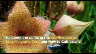 The Complete Guide to the Starfish Cactus Flower Stapelia grandiflora and How to Cultivate it [upl. by Reilamag]