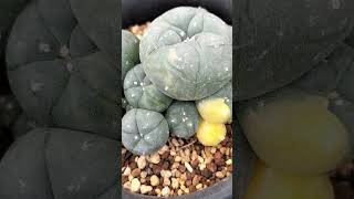 子吹き烏羽玉 Lophophora williamsii v caespitosa 2024 10 18 ＃shorts [upl. by Akedijn]