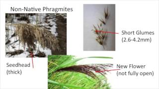 Native vs Non Native Phragmites [upl. by Daphene]