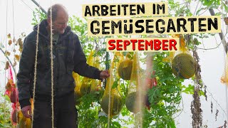 Wichtige Gartenarbeiten im September im Gemüsegarten Erdbeeren schneiden Melonen Sträucher [upl. by Kir]