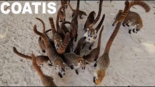 Feeding Coatis in MEXICO 🐾 Huge animals family 🇲🇽 [upl. by Durst]