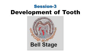 Bell Stage of tooth development  Odontogenesis Session 3 [upl. by Gamin868]