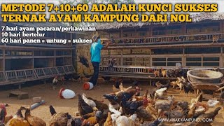 METODE 7×10×60 ADALAH KUNCI SUKSES MEMULAI USAHA TERNAK AYAM KAMPUNG [upl. by Hildegard590]