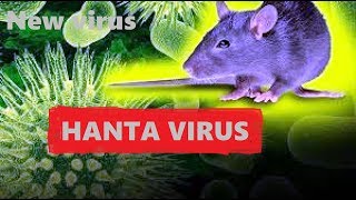 Hanta virusStructure Pathogenesis Diseases Vaccines [upl. by Evreh164]