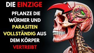 Nur 2 Löffel  vertreiben alle Würmer und Parasiten aus Ihrem Körper [upl. by Oliana784]