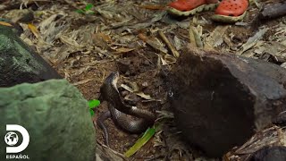 Un encuentro con una peligrosa cobra en la jungla  Dentro de Wild Frank  Discovery en español [upl. by Anaj180]