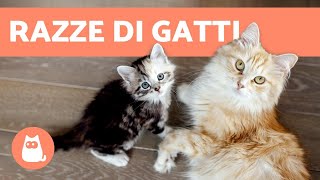 Come sapere la RAZZA del tuo gatto 🐱 GUIDA SU TUTTE LE RAZZE DI GATTI [upl. by Anilorac]