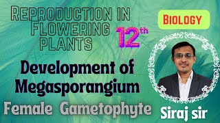 Megasporogenesis Class 12Development of Female Gametophyte Embryo Sac [upl. by Atiuqihc]