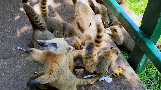 Iguazu Coatis Raccoon Foz do Iguaçu Brazil [upl. by Ashwin729]