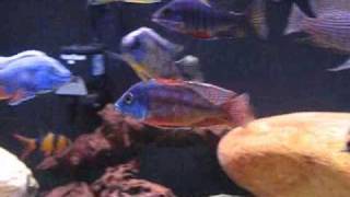 125 Gallon Malawi HapPeacock Aquarium 9808 [upl. by Wells]