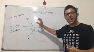 Secretory pathway in gram positive bacteria [upl. by Tannenwald568]