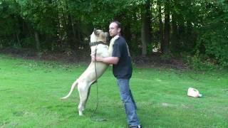 Presa Canario  Sanders Dino [upl. by Ydne]