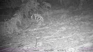 An eastern barred bandicoot and a glimpse of a southern brown bandicoot on trail camera in Tasmania [upl. by Dilks369]