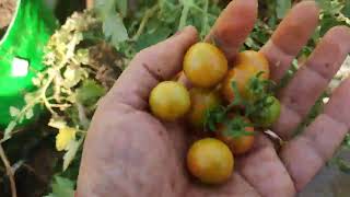 cherry tomato harvesting [upl. by Grannie]