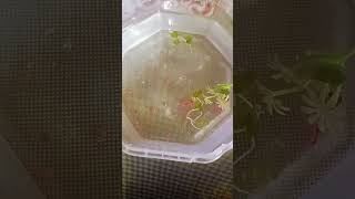 My new fishs like subscribe 🐠🐠 [upl. by Airdnola]