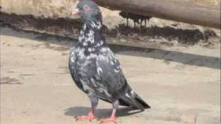 Sialkoti Pigeon From Pakistan [upl. by Aneeroc]