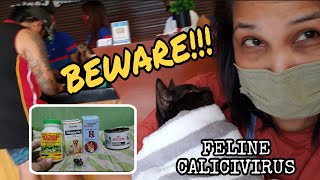 TREATMENT FOR FELINE CALICIVIRUS NA NAKAKAHAWA meowfamilytv treatmentforfelinecalicivirus [upl. by Ayeka122]