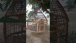 Quail In Cage [upl. by Rodrick110]