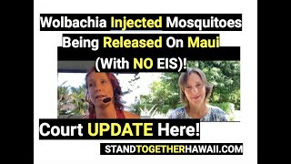 UPDATE Wolbachia Injected Mosquitoes Being Released On Maui With NO EIS [upl. by Vial974]