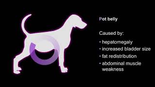 How to Recognise Cushings Disease P Disease [upl. by Renwick]