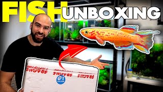 BUYING The Most AMAZING Nano Fish EVER killifish unboxing  MD FISH TANKS [upl. by Nsaj604]