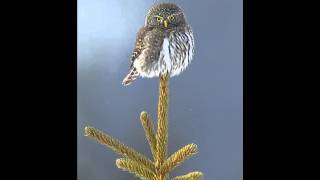 34 Pygmy Owl Ferruginous Male primary advertising song prolonged chitter call female chitter ca [upl. by Innoj128]